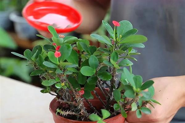 虎刺梅叶子发黄如何解决,出现肥害时进行灌水可稀释掉多余的肥料