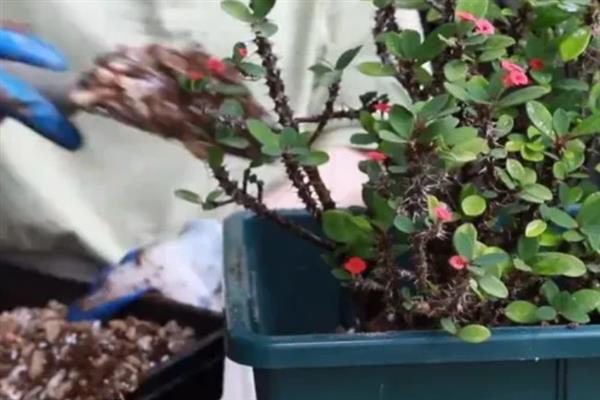 虎刺梅叶子发黄如何解决,出现肥害时进行灌水可稀释掉多余的肥料