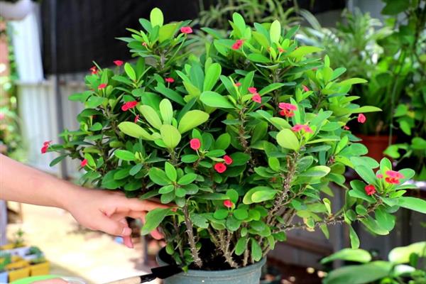 虎刺梅叶子发黄如何解决,出现肥害时进行灌水可稀释掉多余的肥料