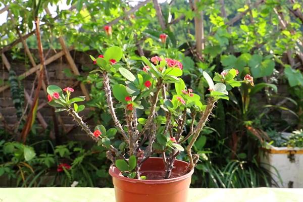 虎刺梅叶子发黄如何解决,出现肥害时进行灌水可稀释掉多余的肥料