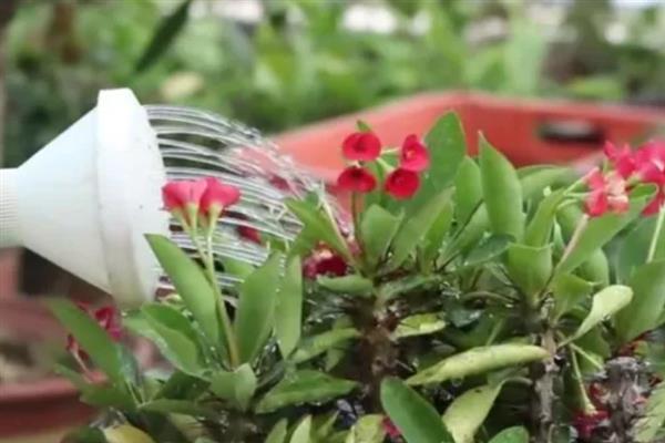 虎刺梅叶子发黄如何解决,出现肥害时进行灌水可稀释掉多余的肥料