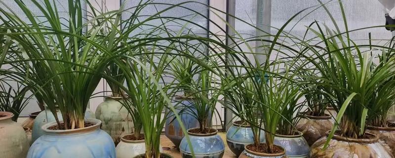 蕙兰是不是保护植物，不在我国的保护植物名录中