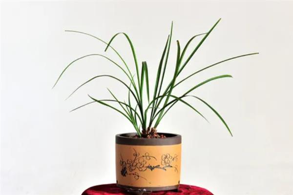蕙兰是不是保护植物，不在我国的保护植物名录中