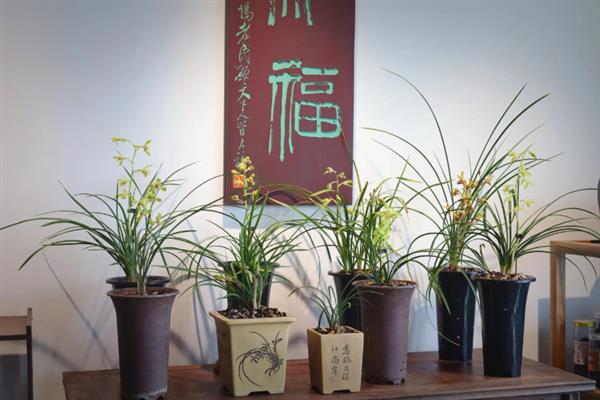 蕙兰是不是保护植物，不在我国的保护植物名录中