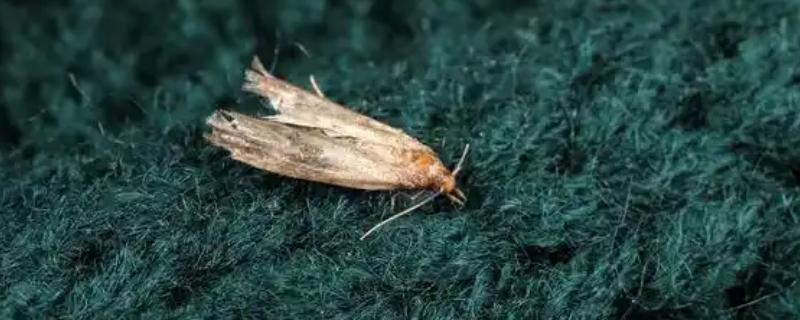 衣蛾会不会出现在床垫中，成虫会在床垫、皮毛、地板夹缝等地方产卵
