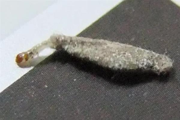 衣蛾会不会出现在床垫中，成虫会在床垫、皮毛、地板夹缝等地方产卵