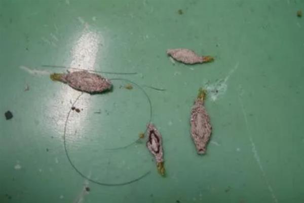 衣蛾会不会出现在床垫中，成虫会在床垫、皮毛、地板夹缝等地方产卵