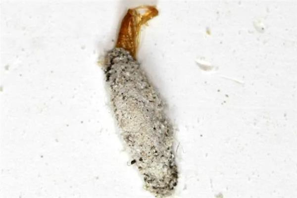 衣蛾会不会出现在床垫中，成虫会在床垫、皮毛、地板夹缝等地方产卵