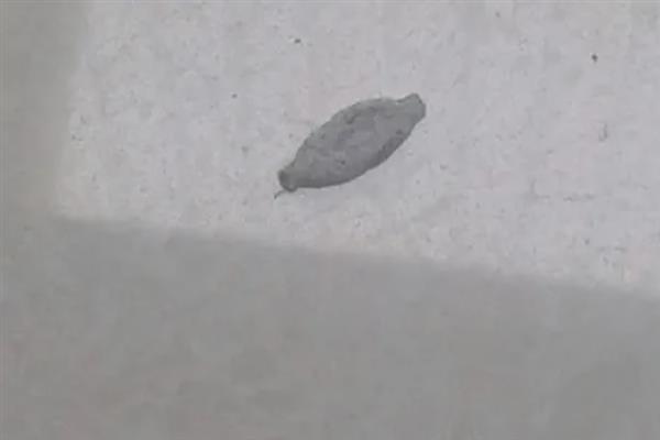 衣蛾会不会出现在床垫中，成虫会在床垫、皮毛、地板夹缝等地方产卵