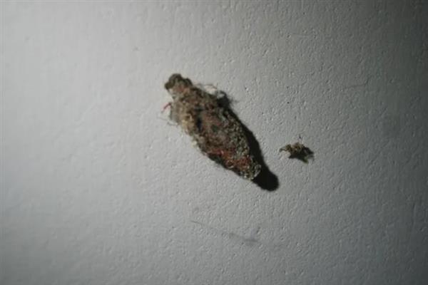 衣蛾会不会出现在床垫中，成虫会在床垫、皮毛、地板夹缝等地方产卵