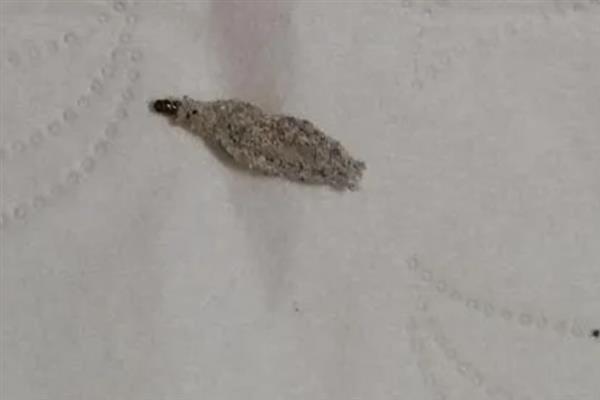 衣蛾会不会出现在床垫中，成虫会在床垫、皮毛、地板夹缝等地方产卵