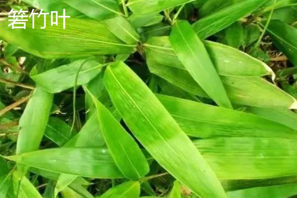 粽子叶与竹子叶有什么区别，前者是用来包粽子的树叶的统称、后者是指竹子的叶片