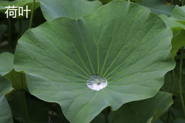 粽子叶与竹子叶有什么区别，前者是用来包粽子的树叶的统称、后者是指竹子的叶片