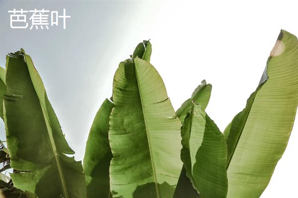 粽子叶与竹子叶有什么区别，前者是用来包粽子的树叶的统称、后者是指竹子的叶片