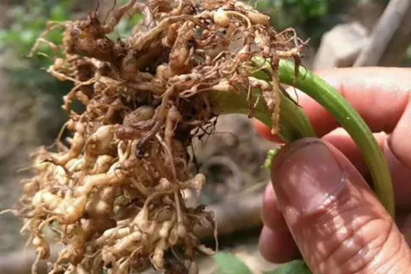 用什么药防治根结线虫，阿维菌素、噻唑膦、甲壳素等药物具有防效