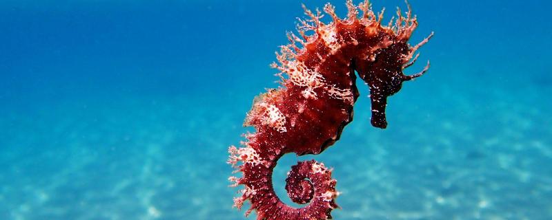 海马如何区分公母，可以从体型和袋状物来分辨