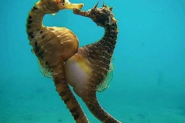 海马如何区分公母,可以从体型和袋状物来分辨