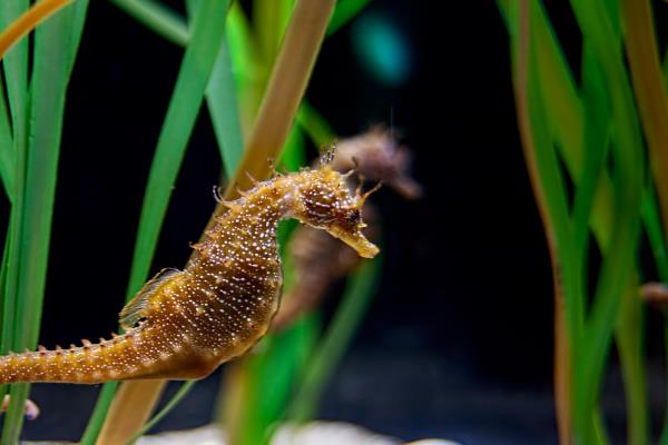 海马如何区分公母,可以从体型和袋状物来分辨