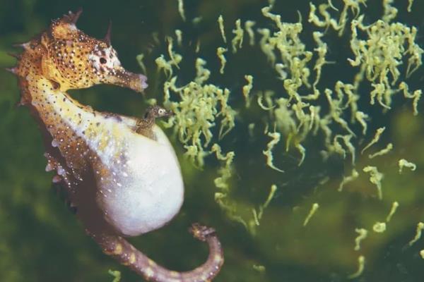 海马如何区分公母,可以从体型和袋状物来分辨