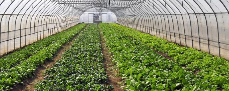 有机农业的简介，是指遵循一定生产标准、自然规律、生态学原理的农业类型