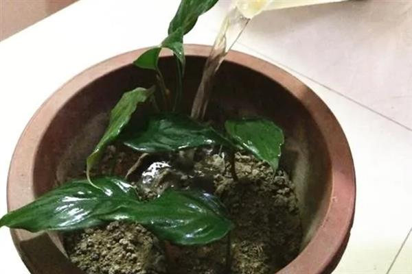 马蹄莲一朵花开多长时间，可以开放一个月左右