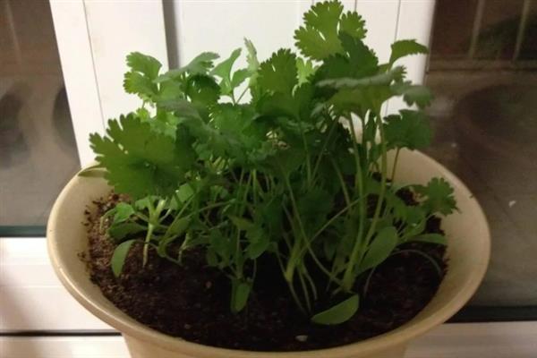 香菜能移栽吗，香菜可以移栽
