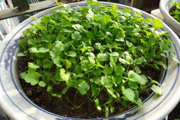 香菜能移栽吗，香菜可以移栽
