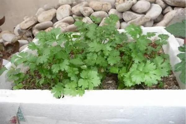 香菜能移栽吗，香菜可以移栽