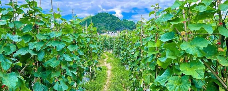 黄瓜怎么种植，播种深度为2厘米