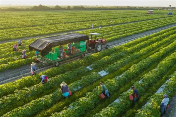 有机农业的简介,是指遵循一定生产标准、自然规律、生态学原理的农业类型