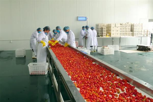 有机农业的简介,是指遵循一定生产标准、自然规律、生态学原理的农业类型