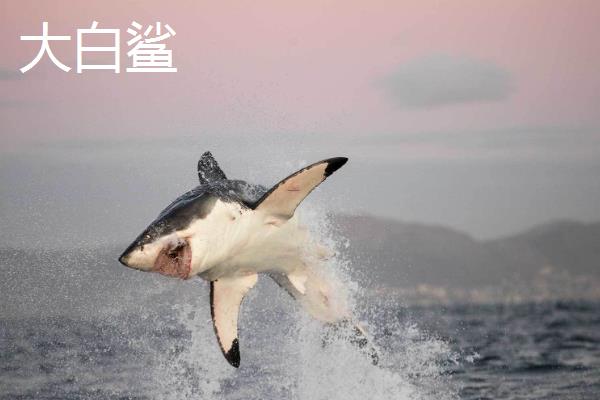 鲨鱼的种类，常见大白鲨、虎头鲨、鲸鲨等品种