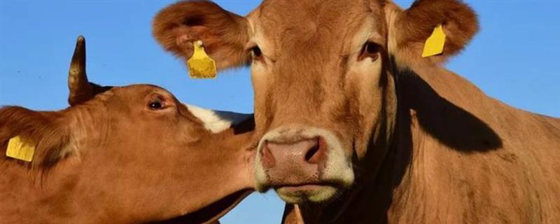 牛舔毛的原因，主要是受到本能反应、异食癖的影响