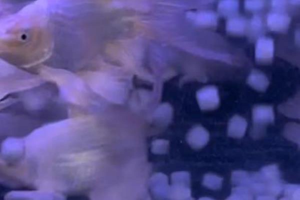 100升水千分之三盐是多少克，要下300克的盐
