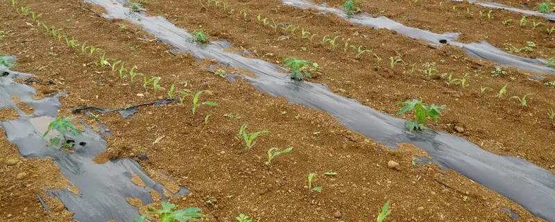木瓜的播种方法，经过浸泡、晾干后再种植