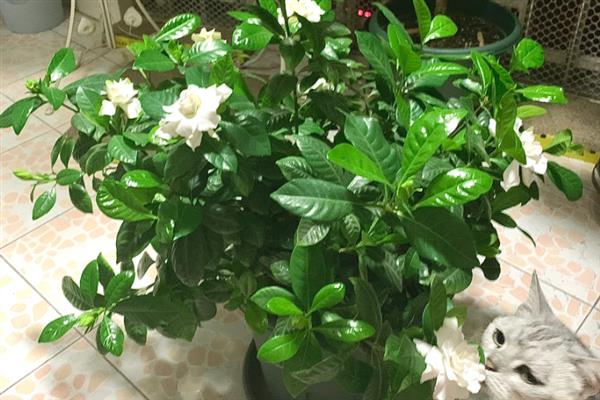 栀子花黄叶落叶如何解决，养分不足需每隔半个月追肥一次