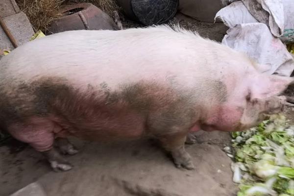 猪养到300斤要多少个月，通常要7-8个月左右