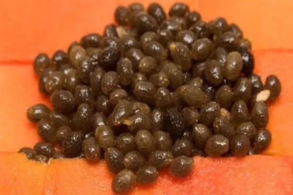 木瓜的播种方法，经过浸泡、晾干后再种植