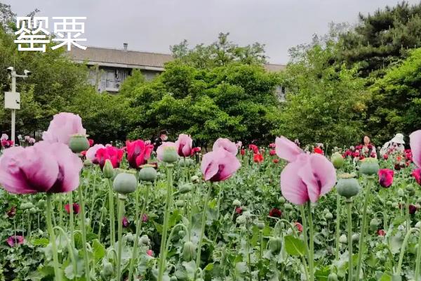 什么原植物能用于提炼加工，主要有大麻、罂粟、古柯