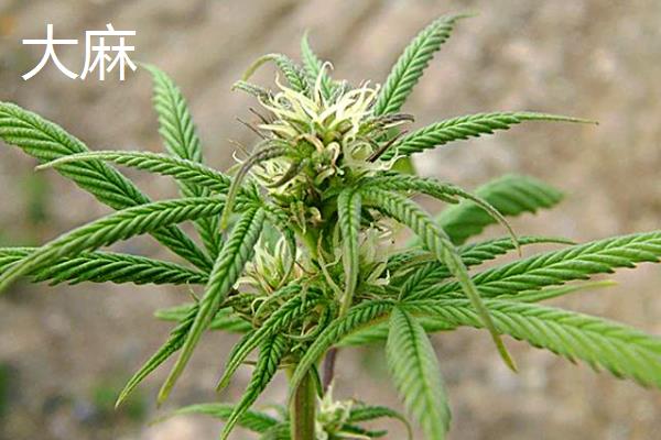 什么原植物能用于提炼加工，主要有大麻、罂粟、古柯
