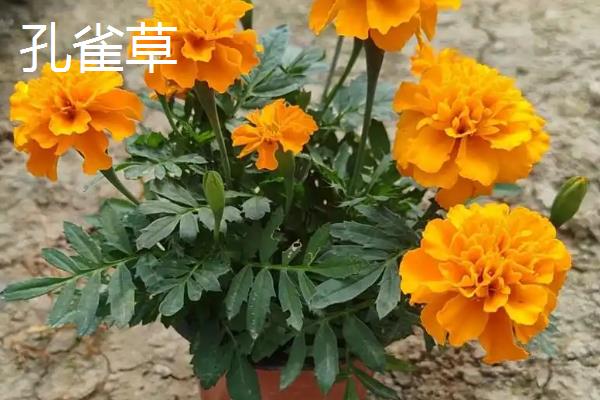 孔雀草和万寿菊的区别，株型和叶片均不同