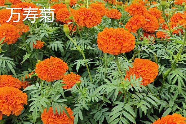 孔雀草和万寿菊的区别，株型和叶片均不同