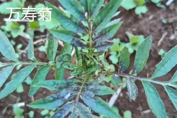 孔雀草和万寿菊的区别，株型和叶片均不同