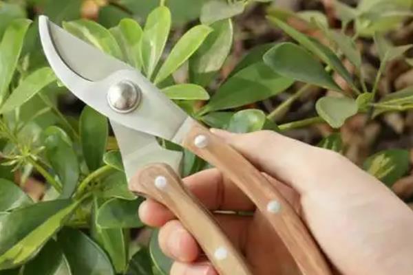 孔雀草和万寿菊的区别，株型和叶片均不同
