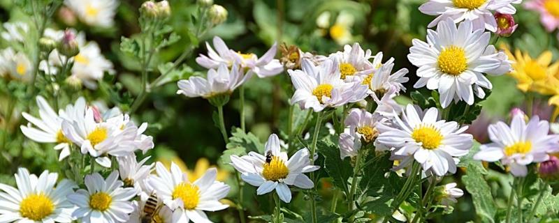 雏菊不能送人的原因,被认为是不吉利的花卉