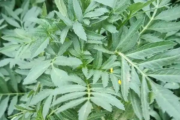孔雀草和万寿菊的区别，株型和叶片均不同