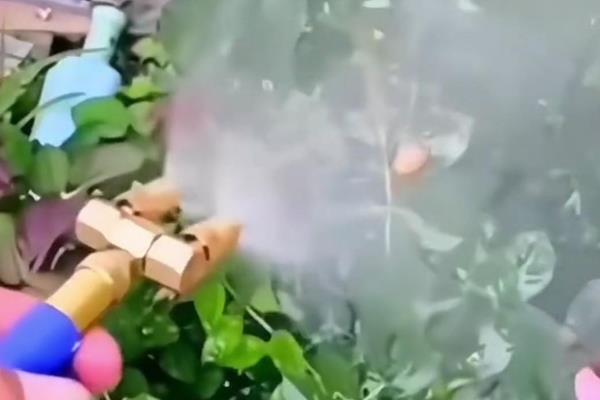 孔雀草和万寿菊的区别，株型和叶片均不同