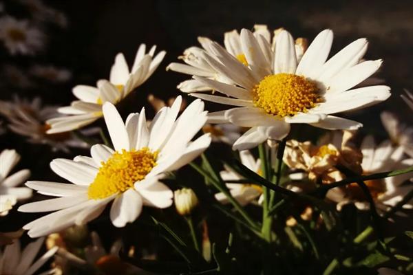雏菊不能送人的原因，被认为是不吉利的花卉