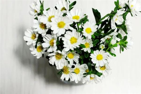 雏菊不能送人的原因，被认为是不吉利的花卉