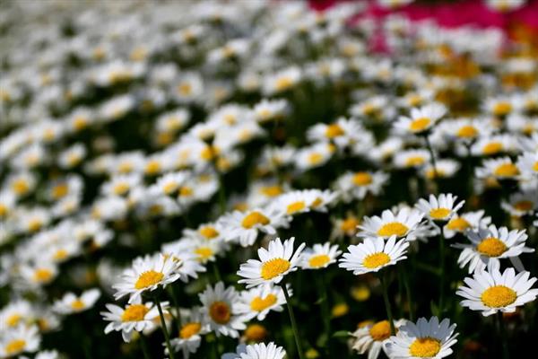 雏菊不能送人的原因，被认为是不吉利的花卉